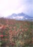 Fall huckleberries above Sandy River canyon