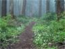 Fawn lilies north of Lolo Pass