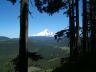 Mount Hood above Salmon River Meadows